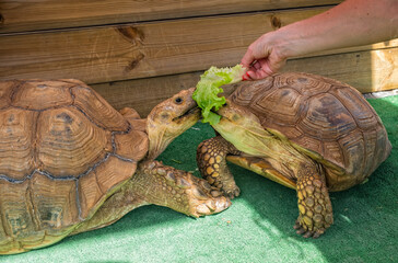 Pet turtle eating lettuce salad in Jurassic Turtles center on Madeira island, Porto Moniz. October...