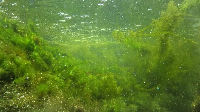 Quickly flowing water in the creek, in which green algae crumble