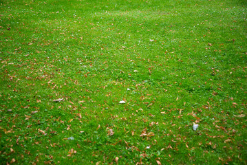 Orange autumn leaves fallen on green grass. The beginning of the autumn season.