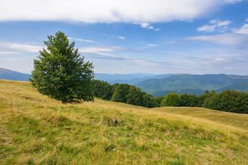 beech trees on the grassy hill. mountain landscape in late summer. carpathian countryside scenery with meadows on a bright sunny day