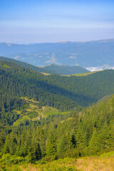 ukrainian carpathian mountains in summer. coniferous forest on the hillside. svydovets ridge in the distance. warm sunny weather