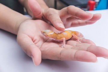 A woman strokes and pets a friendly leopard gecko lying on the palm of her hand. A reptile lover,...