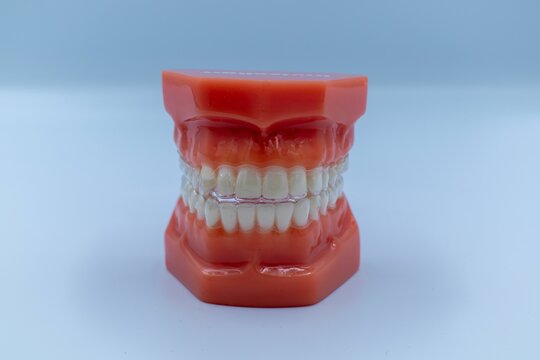 Closeup shot of a teeth typodont on the white table