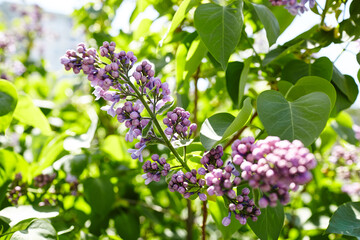 Beautiful lilac flowers branch on a green background, natural spring background. Blooming lilac bush with tender flower. Selective focus, blurred background