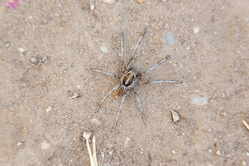 Close-up picture of a European spider wolf, one within the Lycosa genus. Taken in Spain in July 2022.