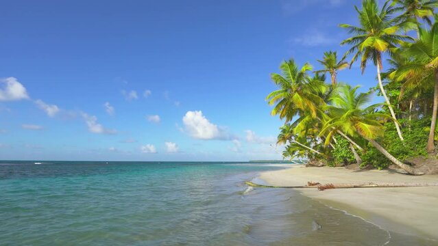 Green palm trees on a white sand beach. Blue sea near a tropical beach with tall palm trees. Travel to tropical paradise. camera movement.
