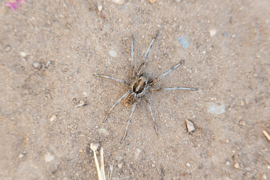 Close-up picture of a European spider wolf, one within the Lycosa genus. Taken in Spain in July 2022.