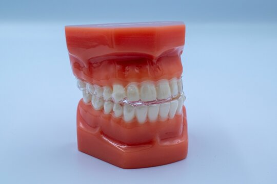 Closeup shot of a teeth typodont on the white table