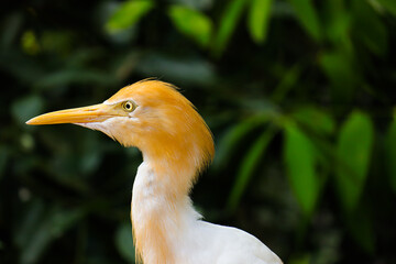 Bird In Kuala Lumpur Malaysia
