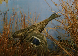 pheasant in the wild