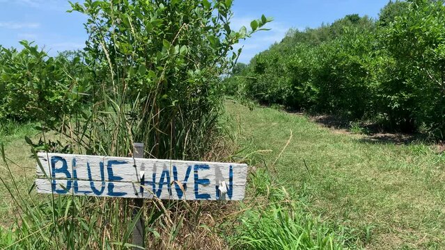 Blueberry bush farm on a sunny day