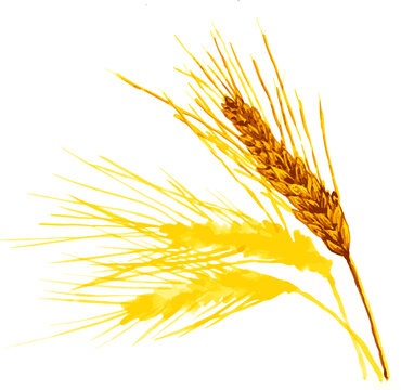watercolor style from wheat spikes