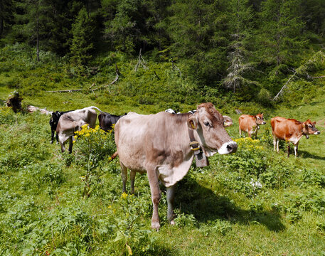 rilassante immagine di mucche in montagna in estate