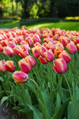 Many beautiful tulip flowers growing in park, closeup. Spring season