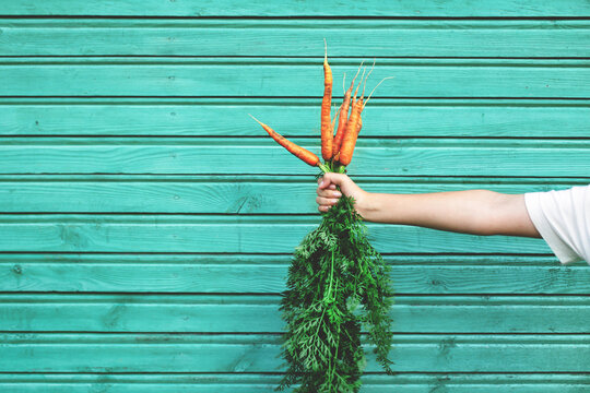 Teenage girls arm holding organic carrots from the garden against green wooden house wall. Healthy eating, gardening, vegetable farming concept, copy space.