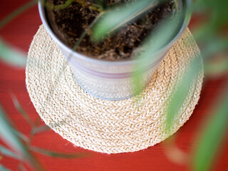 Top view of a tropical plant