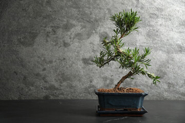 Japanese bonsai plant on black stone table, space for text. Creating zen atmosphere at home