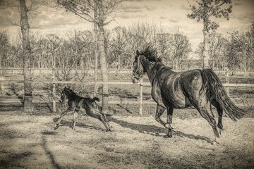 One week old dark brown foal gallops and jumps with her mother outside in the sun. mare with red...