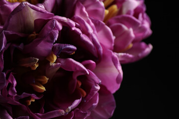 Beautiful fresh tulips on dark background, closeup