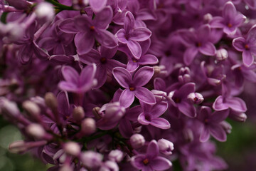 Fototapeta na wymiar Beautiful blossoming lilac as background, closeup view
