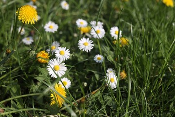 Beautiful bright yellow dandelions and chamomile flowers in green grass on sunny day, closeup