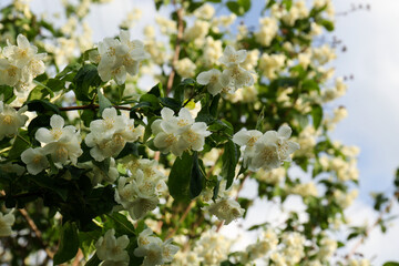 Beautiful blooming white jasmine shrub outdoors, closeup