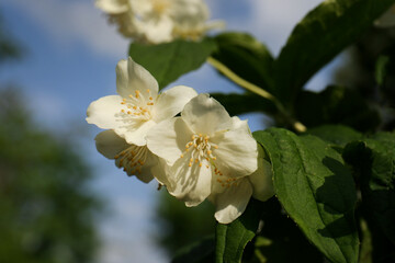 Beautiful blooming white jasmine shrub outdoors on sunny day, closeup