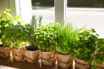 Different aromatic potted herbs on windowsill indoors