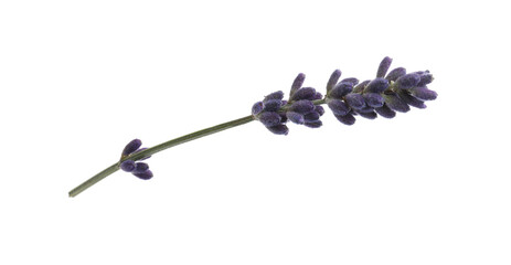 Beautiful lavender flower isolated on white. Fresh herb