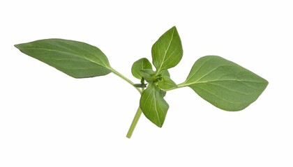Aromatic green basil sprig isolated on white. Fresh herb