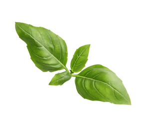 Obraz premium Aromatic green basil sprig isolated on white. Fresh herb