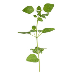 Aromatic green marjoram sprig isolated on white. Fresh herb