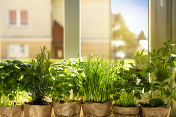 Different aromatic potted herbs near window indoors