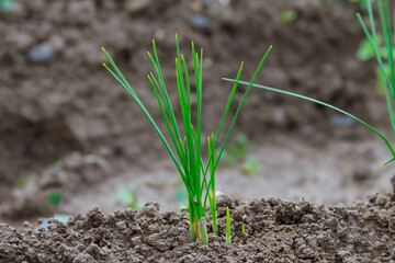 Green saffron leaves sprouted from the ground. Saffron flowers will begin to bloom.