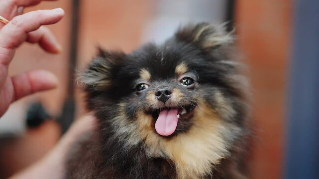 portrait of funny pomeranian spitz in grooming salon during trimming hair, happy muzzle