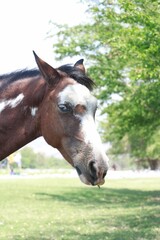 Obraz premium horse in a field