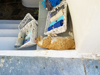 お店の前で昼寝する茶トラ猫（サントリーニ島、ギリシャ）
