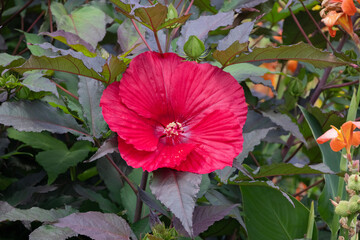 Crimsoneyed Rose Mallow (Hibiscus Moscheutos, Ballet Slippers, Vintage Wine, Southern Beller) With...