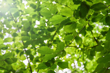 Fototapeta na wymiar Green foliage of trees close-up. Natural background.