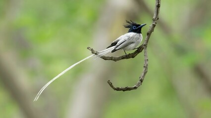 An Indian paradise flycatcher on tree branch with beautiful long white tail on blurry background