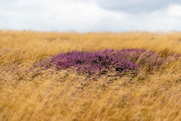 field of heather