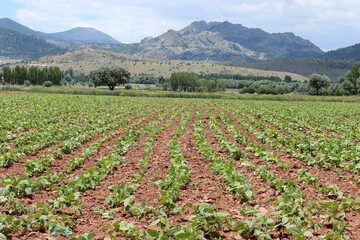 Green bean field. Cultivated field.