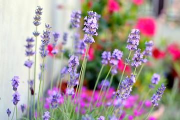 blooming lavender plant close up