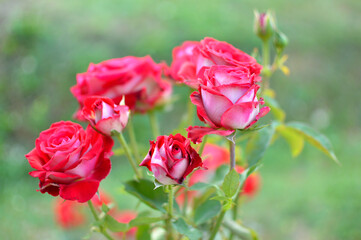 blooming roses in the garden close up