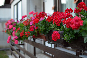 Fototapeta na wymiar blooming geraniums on the balcony