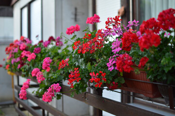 blooming geraniums on the balcony - obrazy, fototapety, plakaty
