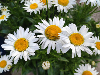 blooming white daisies in the garden close up