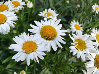 Fototapeta premium blooming white daisies in the garden close up