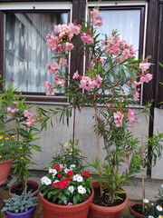 Fototapeta na wymiar pink blooming oleander plant growing in the pot