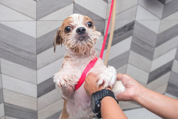 A pet groomer cleans and washes a cute shih tzu dog with soap. After a haircut service at a pet spa...